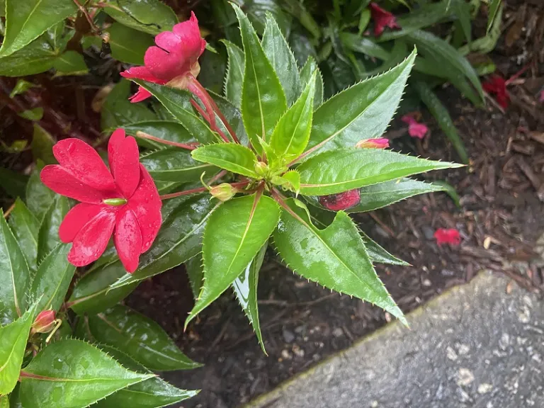 Impatiens hawkeri 'SAKIMP030' (SunPatiens® Compact Red) foliage
