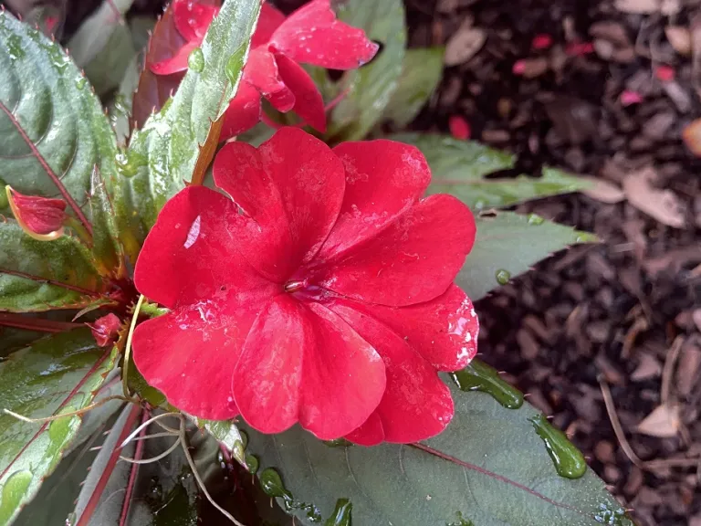 Impatiens hawkeri 'SAKIMP060' (SunPatiens® Compact Deep Red) flower