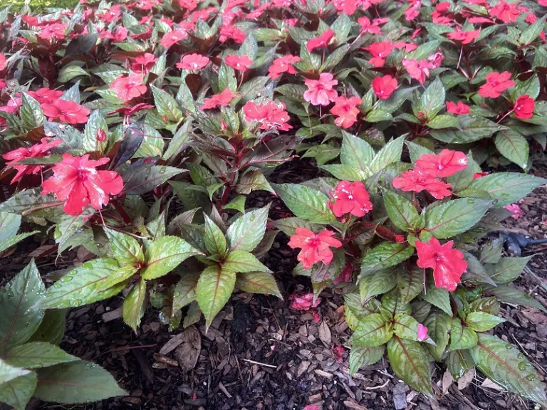 Impatiens hawkeri 'SAKIMP060' (SunPatiens® Compact Deep Red) flowering habit