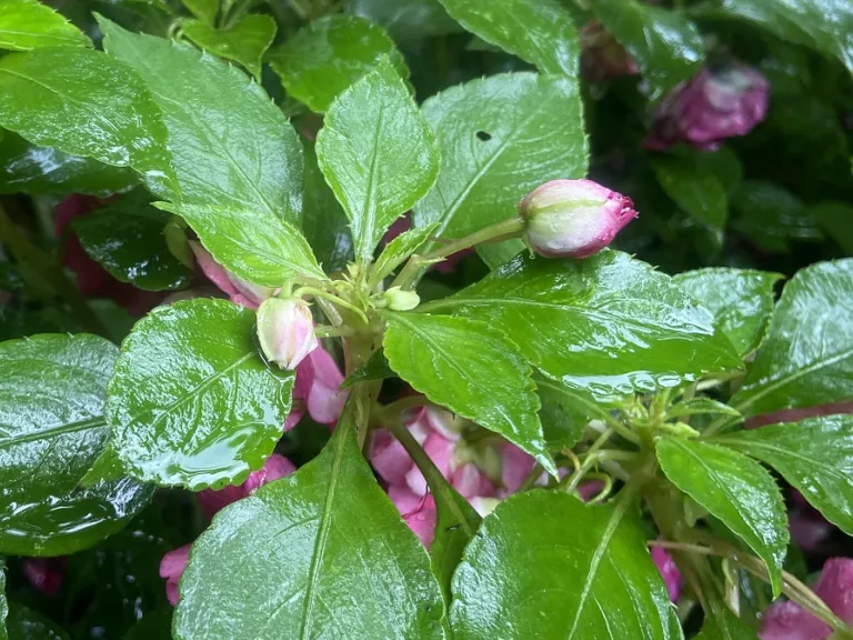 Impatiens walleriana 'Balboniburg' (Fiesta Bonita™ Burgundy) flower buds