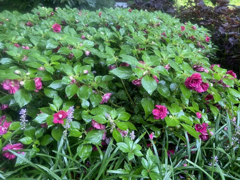 Impatiens walleriana 'Balboniburg' (Fiesta Bonita™ Burgundy) flowering habit