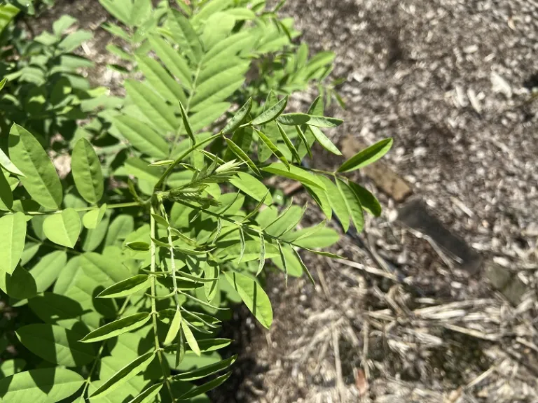 Indigofera suffruticosa new foliage