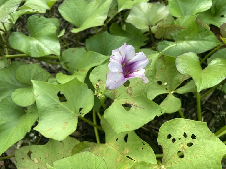 Ipomoea batatas 'Beauregard' flower