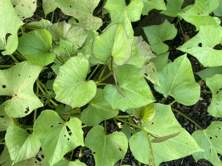 Ipomoea batatas 'Beauregard' foliage