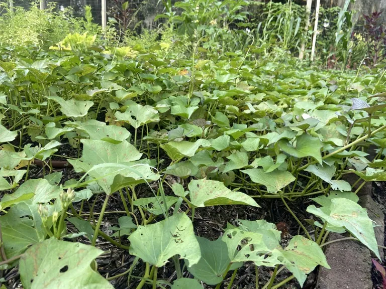 Ipomoea batatas 'Beauregard' habit