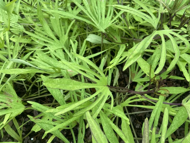 Ipomoea batatas (Sweet Caroline Medusa™ Green) foliage
