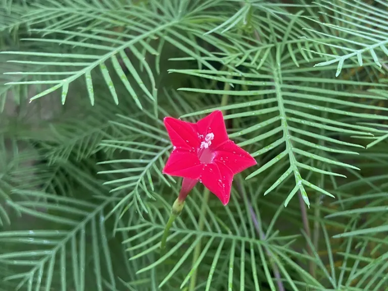 Ipomoea quamoclit flower