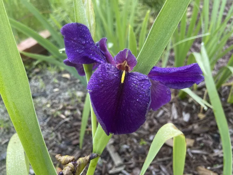 Iris 'Black Gamecock' flower