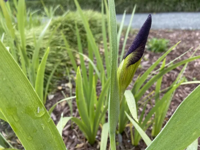 Iris 'Black Gamecock' flower bud