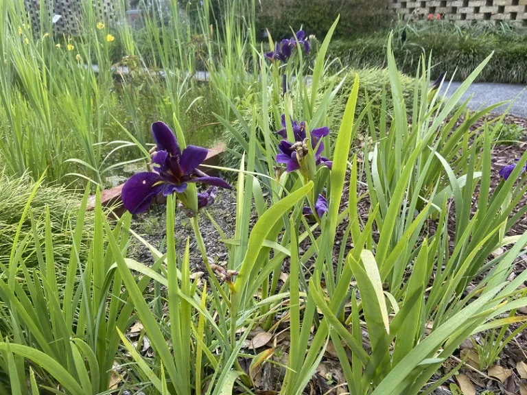Iris 'Black Gamecock' flowering habit