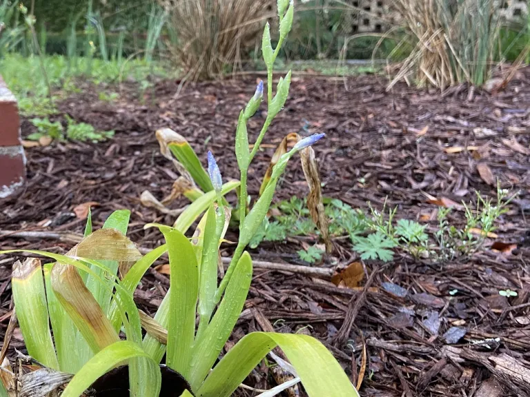 Iris japonica flower buds
