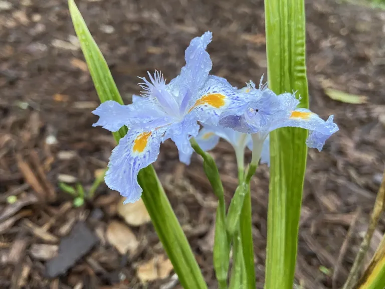 Iris japonica flowers