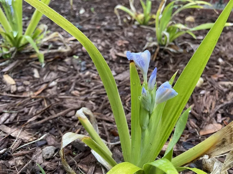 Iris japonica flowers emerging