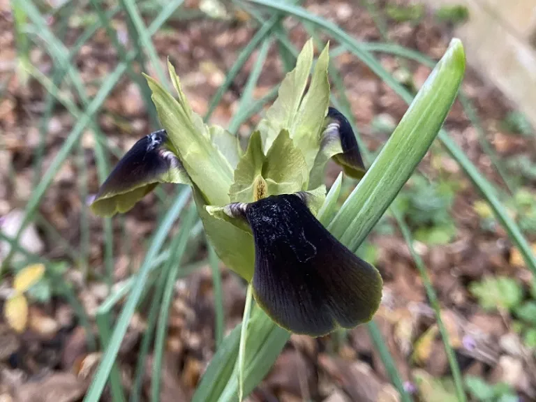 Iris tuberosa flower