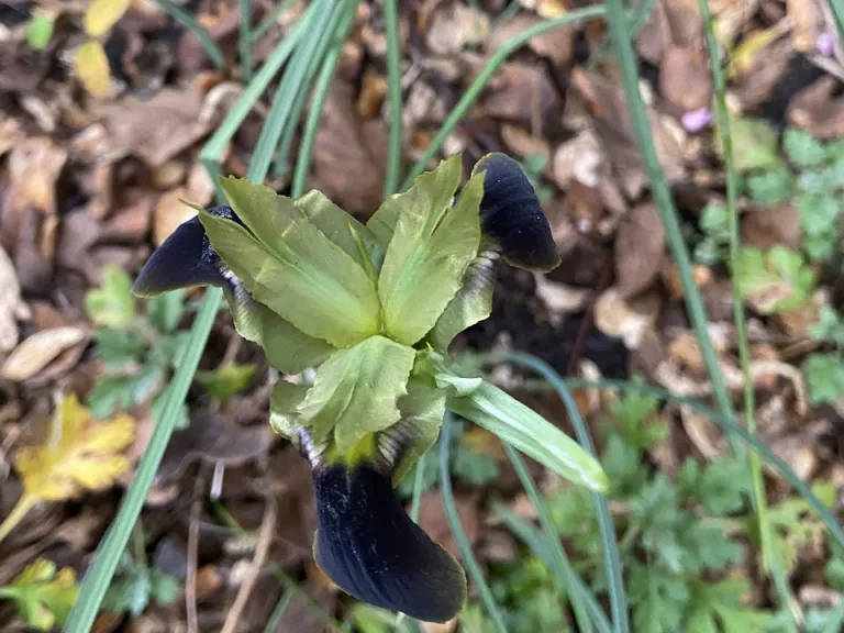 Iris tuberosa flower