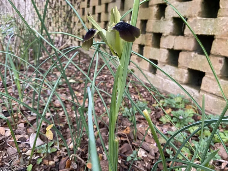 Iris tuberosa habit
