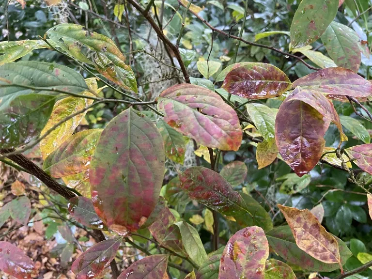 Itea virginica 'Henry's Garnet' fall foliage