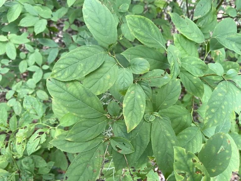 Itea virginica 'Henry's Garnet' foliage