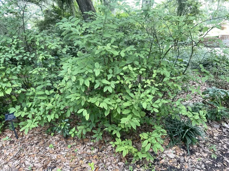 Itea virginica 'Henry's Garnet' habit