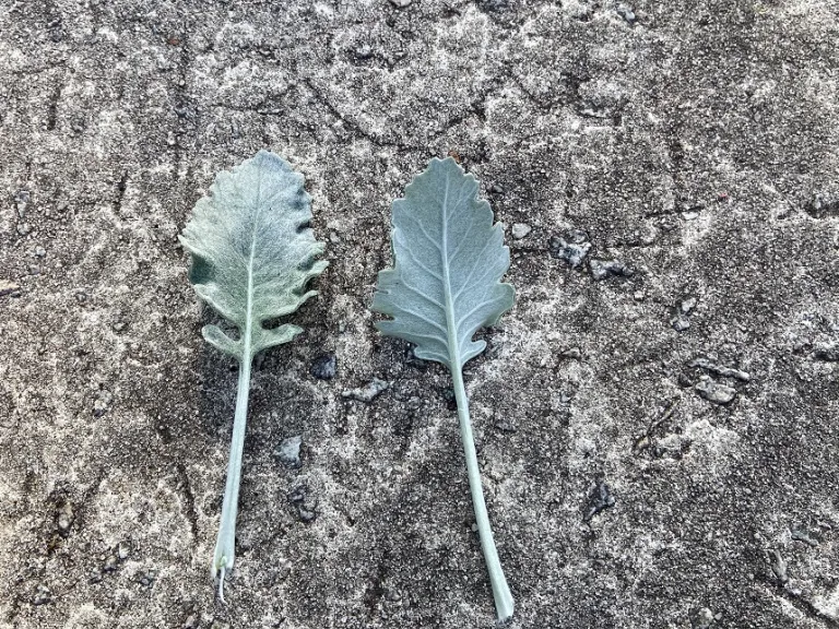 Jacobaea maritima leaf front and back