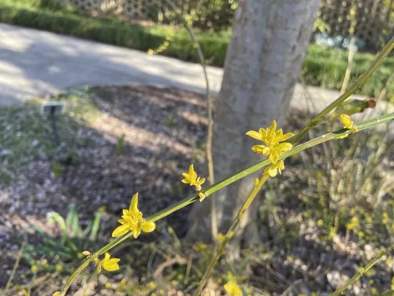 Jasminum mesnyi 'Sunglo' leafing out