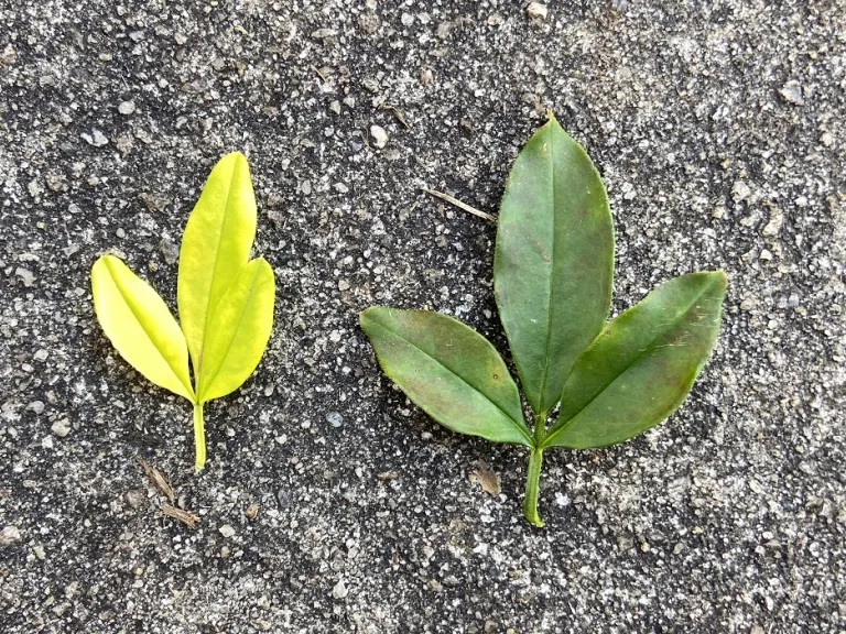 Jasminum mesnyi 'Sunglo' new leaf and old leaf