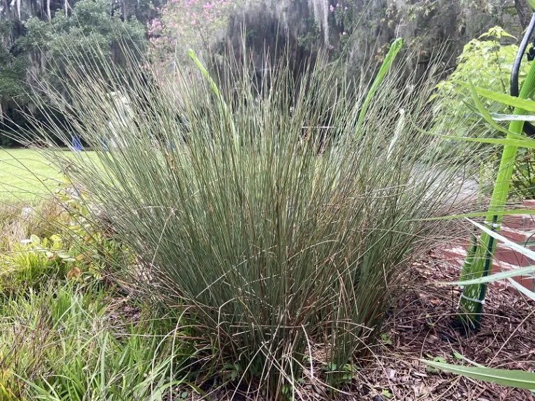 Juncus effusus 'Quartz Creek' habit