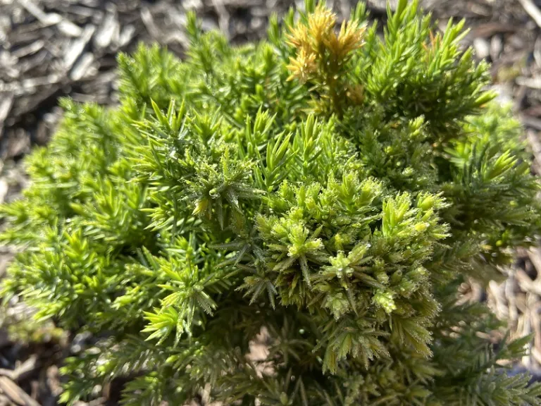 Juniperus chinensis 'Echiniformis' foliage