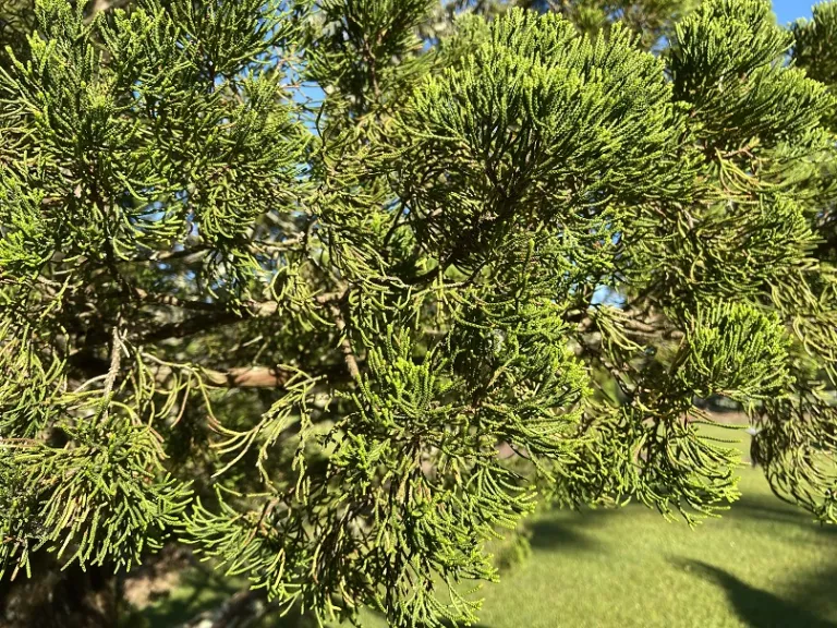Juniperus chinensis 'Kaizuka' foliage