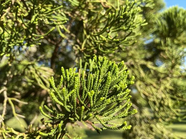 Juniperus chinensis 'Kaizuka' scales close up