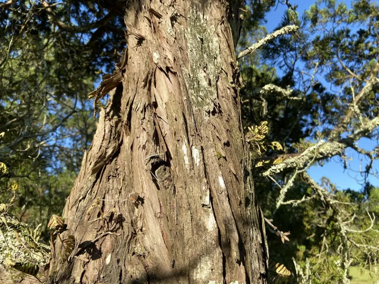 Juniperus chinensis 'Kaizuka' trunk bark