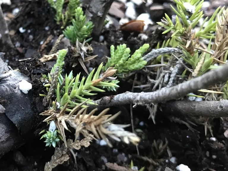 Juniperus chinensis 'Parsonii' immature awls