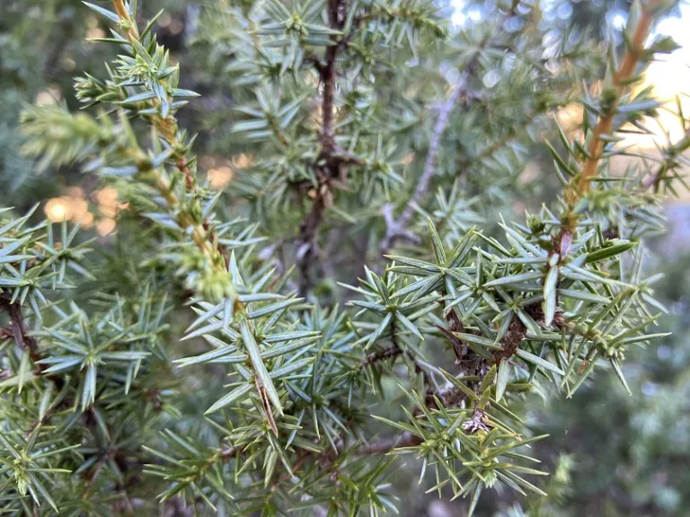 Juniperus communis awls