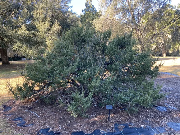 Juniperus communis habit