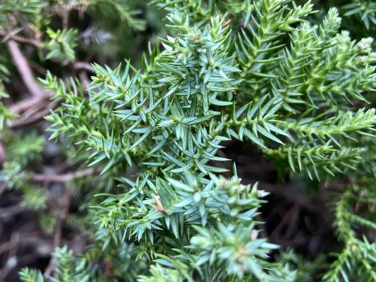 Juniperus procumbens 'Nana' awls