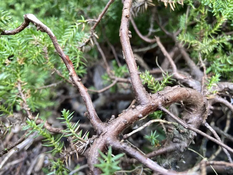 Juniperus procumbens 'Nana' bark