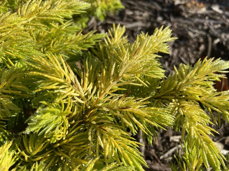 Juniperus conferta 'All Gold' foliage