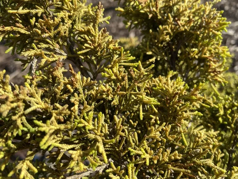 Juniperus chinensis 'Plumosa Aurea' foliage
