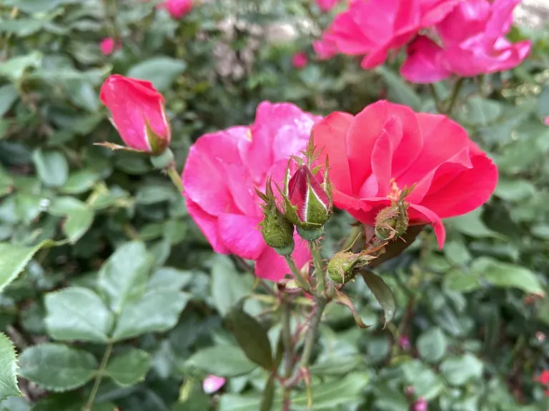 Rosa 'RADrazz' (Knock Out®) flower bud