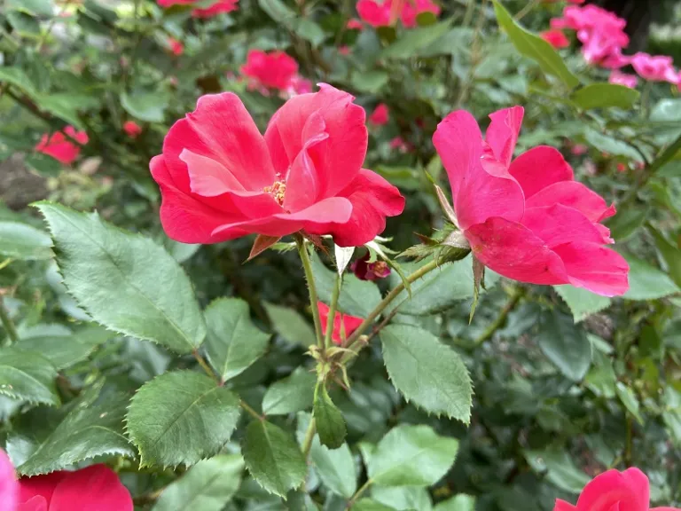 Rosa 'RADrazz' (Knock Out®) flower