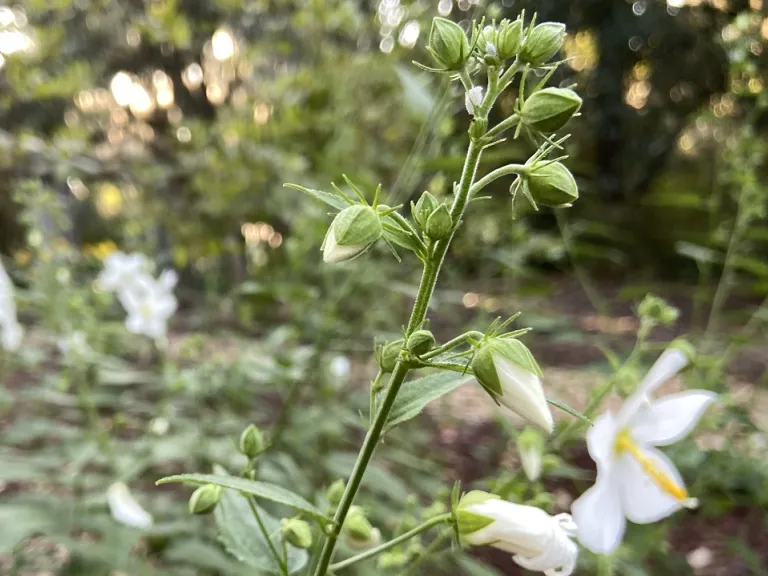 Kosteletzkya virginica f. alba flower buds