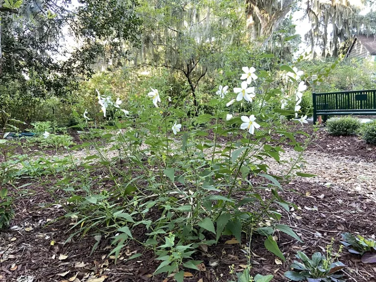 Kosteletzkya virginica f. alba flowering habit