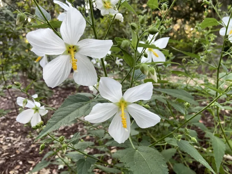 Kosteletzkya virginica f. alba flowers