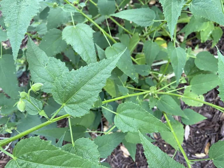 Kosteletzkya virginica f. alba foliage