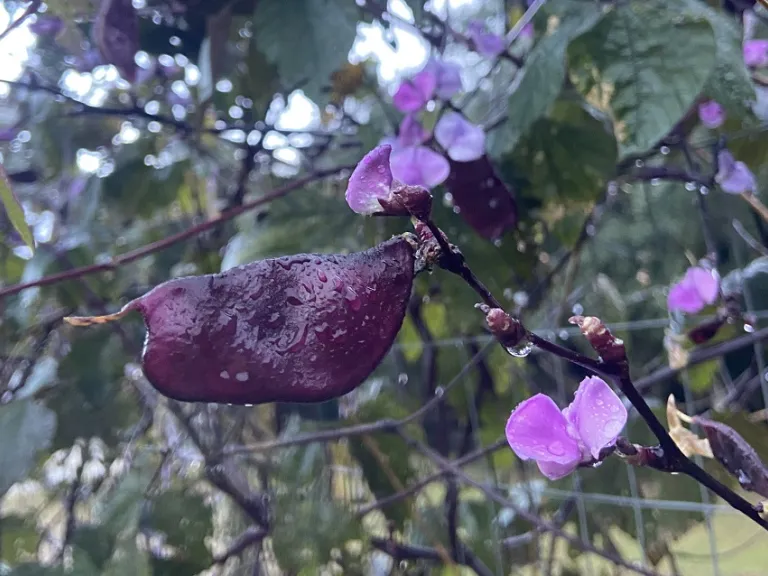 Lablab purpureus fruit
