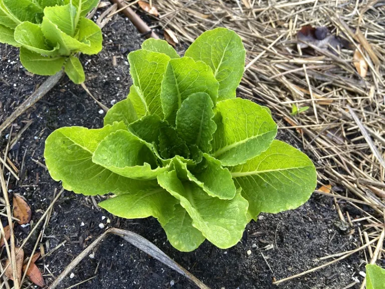 Lactuca sativa 'Coastal Star' foliage