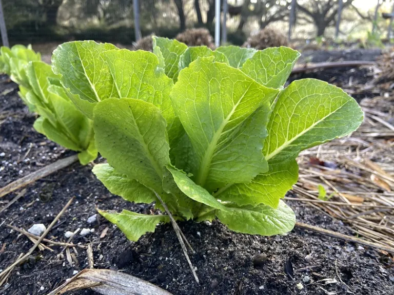 Lactuca sativa 'Coastal Star' habit