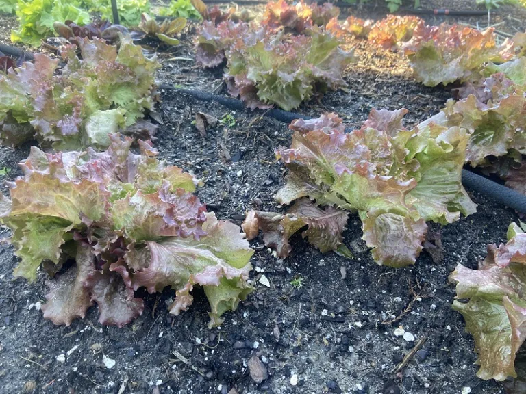 Lactuca sativa 'Red Sails' habit