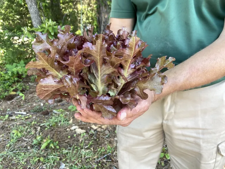 Lactuca sativa 'Red Salad Bowl' foliage