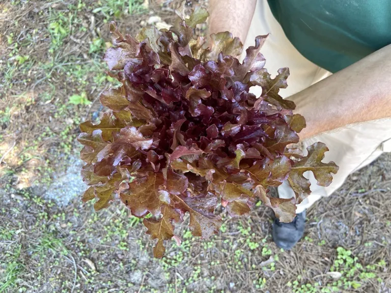 Lactuca sativa 'Red Salad Bowl' foliage